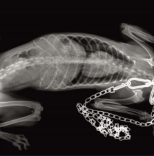 Tragbares digitales Röntgenger – Veterinary X-Ray Bewertung und Preis